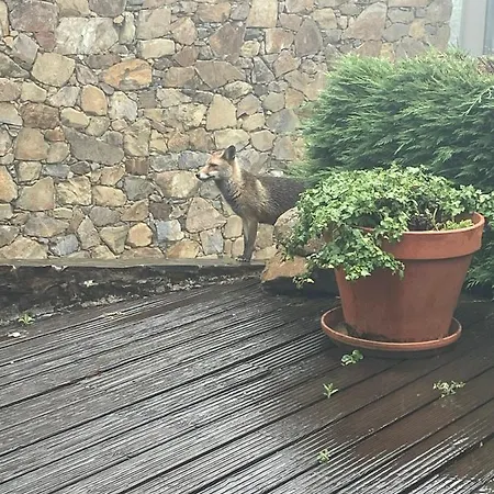 Patio Do Xisto Κατάλυμα σε φάρμα Gondramaz